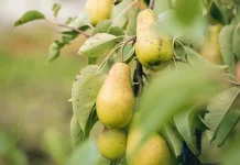 Morfologi Tanaman Buah Pir, Buah Segar yang Kaya Kandungan Air