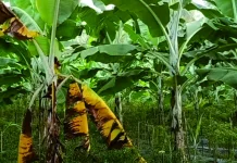 Mengatasi Fusarium Wilt pada Pisang dengan Metode Tepat