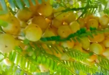 Manfaat Buah Cermai bagi Kesehatan