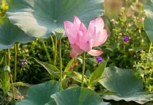 Manfaat dan Cara Konsumsi Buah Lotus