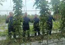 Ciptakan Kemandirian Pangan dan Pemberdayaan Warga Binaan lewat "Ketapang Lasepa"