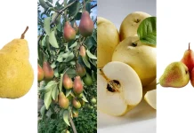 Mengenal Jenis Buah Pir