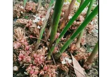 Mengenal Morfologi Tanaman Kapulaga, Rempah Khas Indonesia