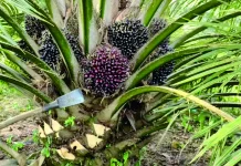 Pruning Sawit untuk Hasil Maksimal