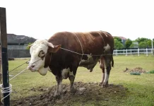 Sapi Kurban Bantuan Presiden untuk Riau Mulai di Seleksi Pemkab dan Pemko