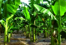 Berkebun Pisang Kepok di Kampar untuk Hasil Maksimal