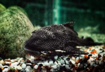Invasi Ikan Sapu-Sapu: Ancaman Serius Ekosistem Air Tawar Indonesia
