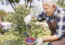 Mengenal Morfologi Tanaman Blueberry