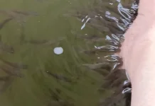 Manfaat Terapi Ikan untuk Kesehatan Tubuh dan Pikiran