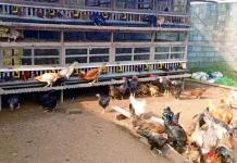 Cara Sukses Beternak Ayam Kampung dengan Modal Minim