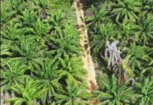BUMD Riau Dipercayakan untuk Kelola Lahan Sawit Agrinas