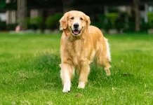 Hewan Anjing Penjaga Setia dan Penjaga Rumah