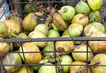 Kelapa Muda Minuman Alami yang Kaya Nutrisi
