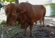 DPKH Riau Cek Sapi Kurban Bantuan Presiden