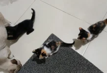 Cegah Kucing Buang Kotoran di Pot