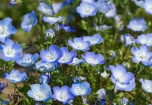 Mengenal Morfologi Tanaman Nemophila, Si Bunga Biru Cantik