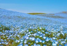 Cara Merawat Tanaman Nemophila