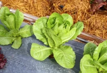 Mengenal Morfologi dari Tanaman Selada Romaine