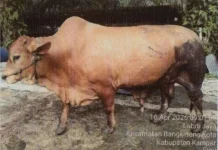 Sapi Ukuran Jumbo dari Kabupaten dan Kota di Riau Diusulkan Jadi Bantuan Presiden