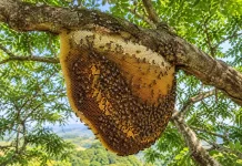 Kenali Ciri-Ciri Madu Asli agar Tidak Tertipu