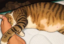 Alasan Kenapa Kucing Suka Tidur di Kaki