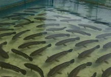 Manfaat Luar Biasa Ikan Gabus bagi Kesehatan Tubuh