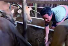 Teknik Efektif Pembesaran Sapi Qurban di Pebatuan Pekanbaru