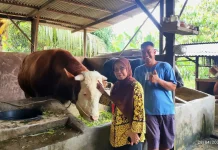 DPKH Riau Tinjau Sapi Bantuan Presiden untuk Provinsi di Inhu