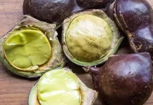 Cita Rasa dan Khasiat Alami Buah Jengkol Bagi Kesehatan