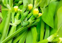 Daun Genjer Sayuran Lokal yang Kaya Nutrisi