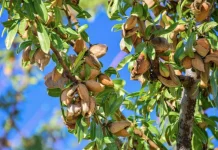 Mengenal Morfologi Tanaman Almond, Kacang Penuh Nutrisi