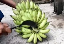 Tips Mudah Menyisir Buah Pisang