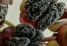 Seduduk, Buah Liar Penuh Manfaat