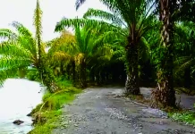 Kisah Ketekunan Petani Memanfaatkan Kesuburan Tanah Alami
