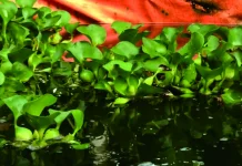 Potensi Besar Eceng Gondok dalam Budidaya Gurame
