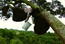 Perjuangan Berburu Madu Hutan Sialang di Pelalawan