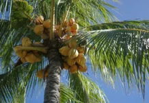 DPRD Riau Dorong Percepatan Hilirisasi Kelapa di Inhil