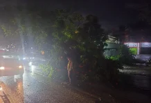 Hujan Deras Sebabkan Pohon Tumbang di Arifin Ahmad