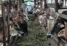 Distankan Pekanbaru Awasi Hewan Kurban