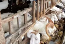 DKPPP Kota Cirebon Terjunkan Lima Tim Periksa Hewan Kurban
