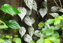 Jenis-Jenis Daun Sirih dan Khasiatnya bagi Kesehatan Tradisional