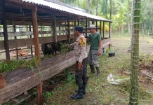 Dukung Ketahanan Pangan, Babhinkamtibmas Polsek Merbau Sambangi Pertenak Sapi