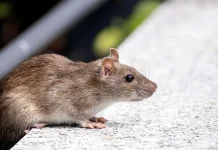 Kenali Gejala dan Cara Penularan Hantavirus