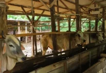 Komisi II DPRD Riau Minta Pengawasan Hewan Kurban Diperketat