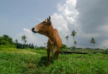 Makna Ibadah Kurban