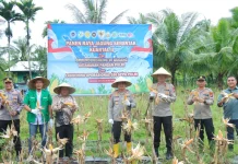 Launching Program Ketahanan Pangan Polri, Polres Meranti Panen Raya Jagung