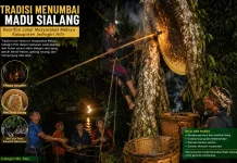 Menumbai Madu Sialang Tradisi Melayu Indragiri Hilir yang Menjaga Harmoni Alam