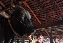 Sapi Kurban Bantuan Presiden Prabowo Disalurkan ke Rohil