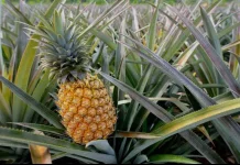 Manfaat Buah Nenas dari Isi Hingga Kulit