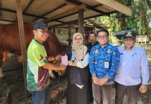 Sapi Jumbo "Samson" Asal Jayamukti Terpilih Jadi Hewan Kurban Presiden Prabowo